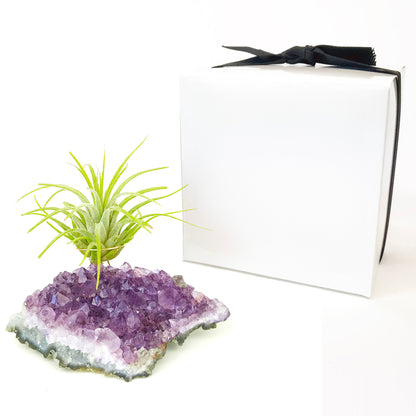 Amethyst Crystal Air Plant Holder Gift – Unique Thank You Gift Box with Live Air Plant