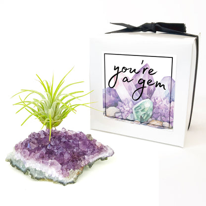 Amethyst Crystal Air Plant Holder Gift – Unique Thank You Gift Box with Live Air Plant