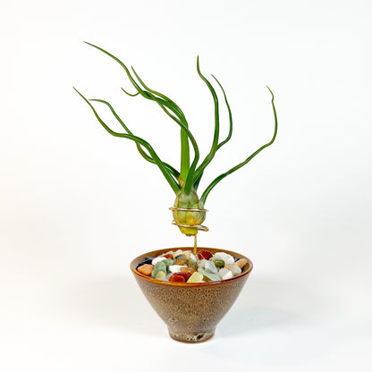 japanese air plant Japanese Inspired Air Plant Holder in Beige Speckled Ceramic Planter