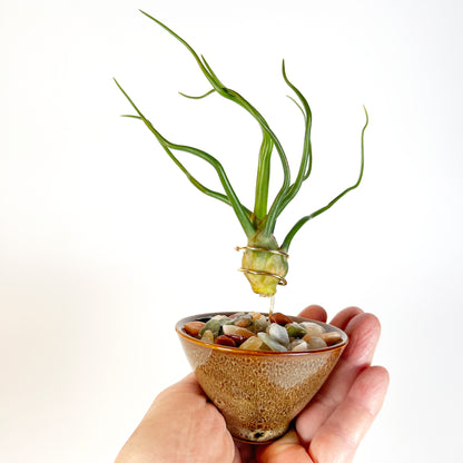 japanese air plants Japanese Inspired Air Plant Holder in Beige Speckled Ceramic Planter