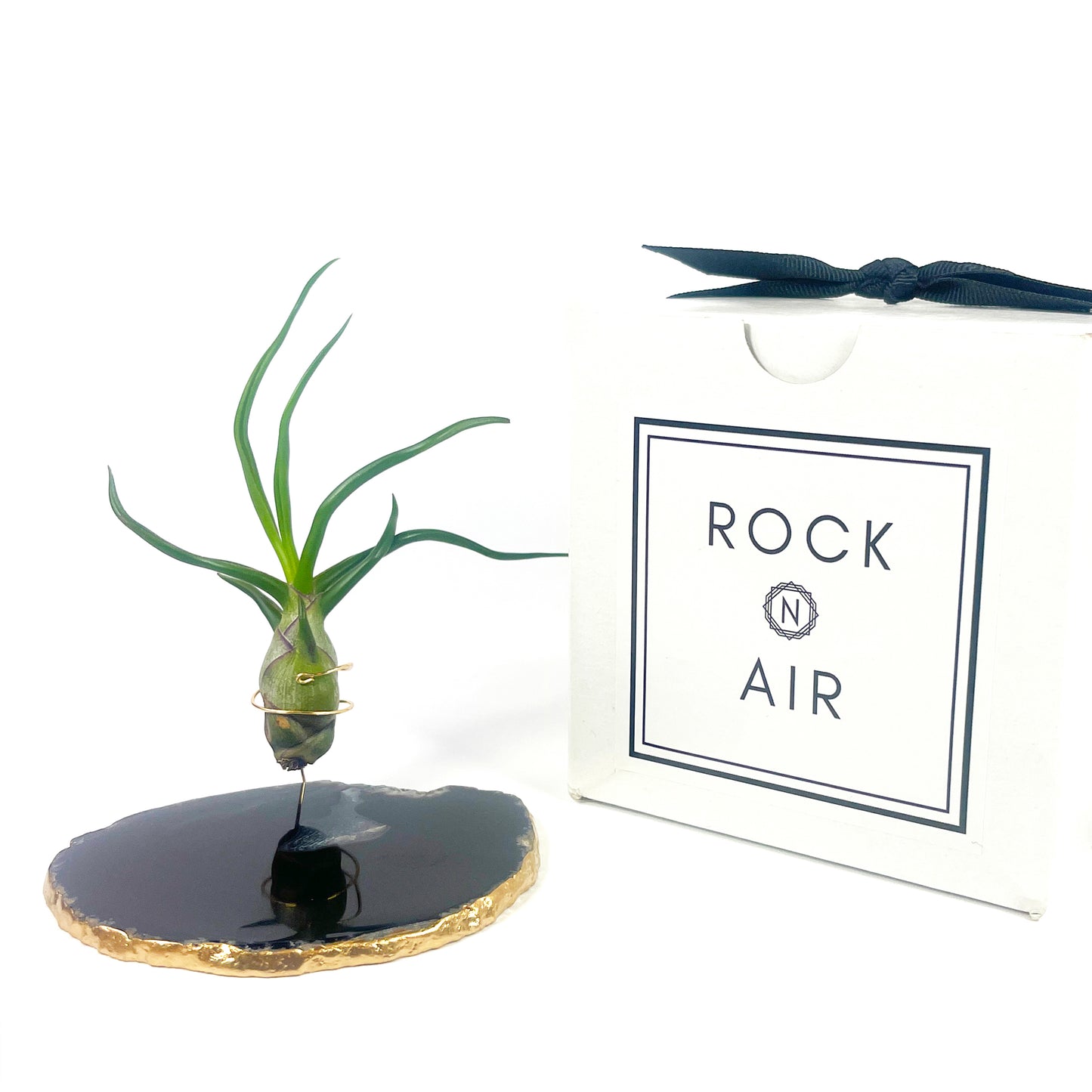 Black Agate Slice Crystal Air Plant Holder - Tillandsia Bolbosa Plant and Gift Box Included