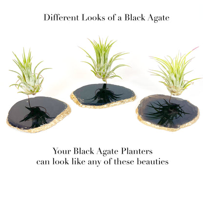 Black Agate Slice Crystal Air Plant Holder - Tillandsia Ionantha Guatemala Plant and Gift Box Included