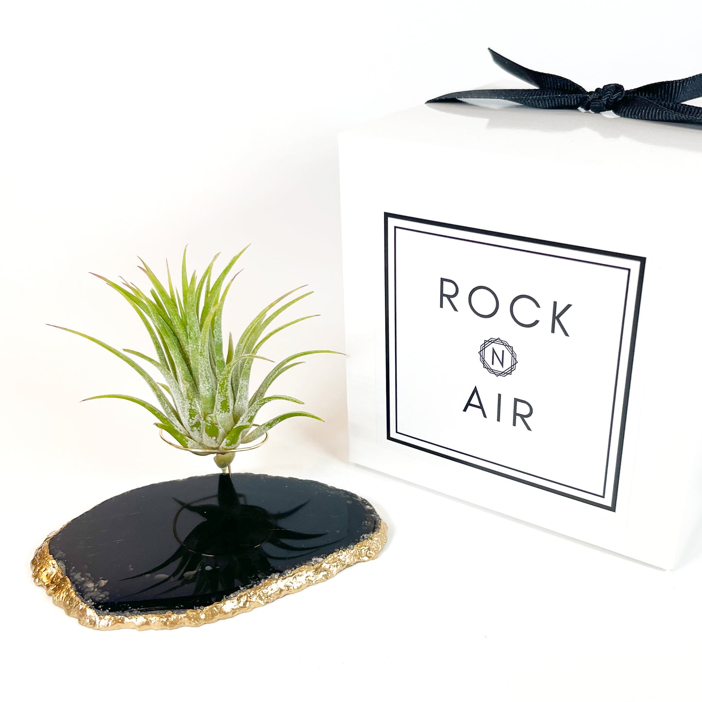 Black Agate Slice Crystal Air Plant Holder - Tillandsia Ionantha Guatemala Plant and Gift Box Included