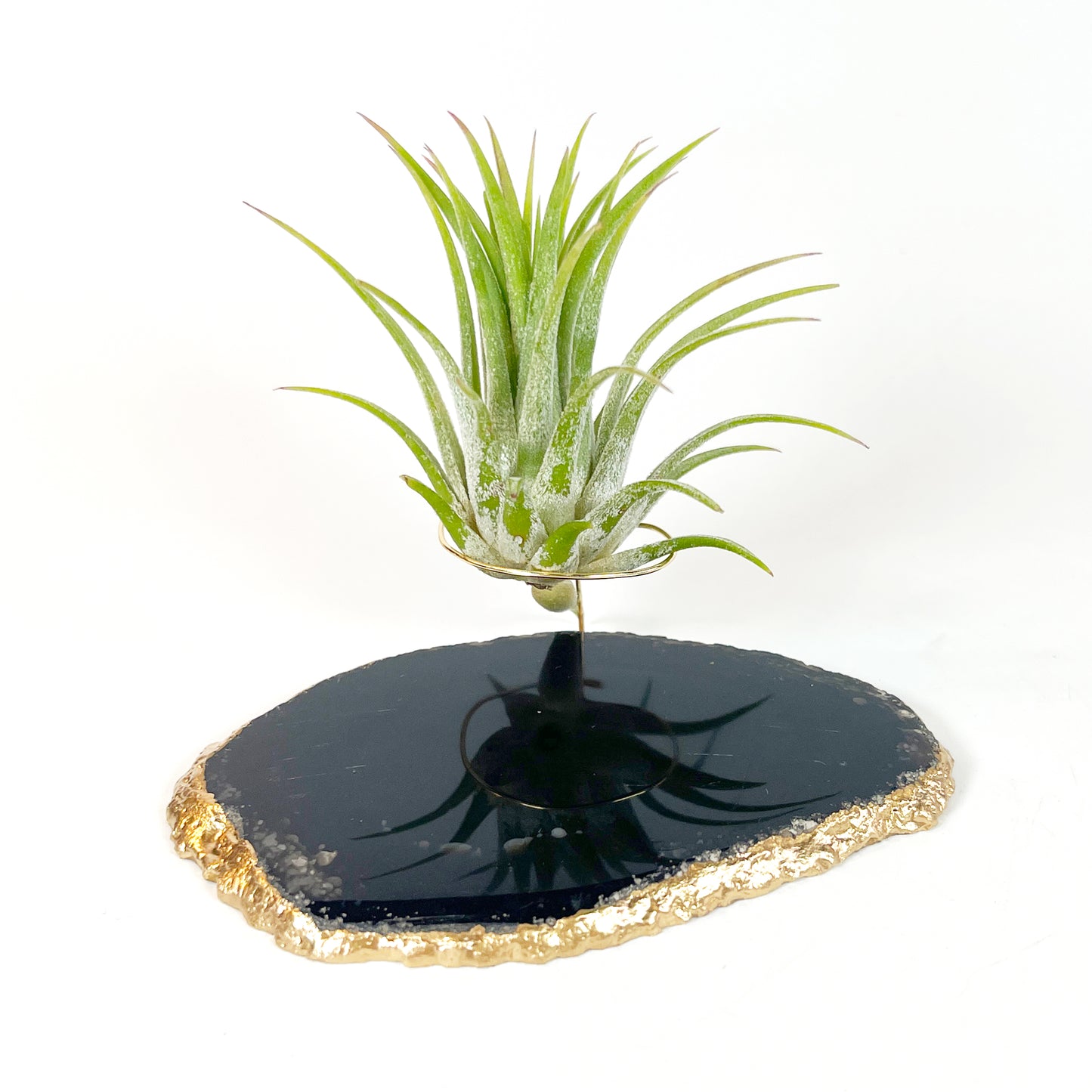 Black Agate Slice Crystal Air Plant Holder - Tillandsia Ionantha Guatemala Plant and Gift Box Included