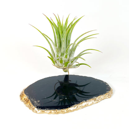 Black Agate Slice Crystal Air Plant Holder - Tillandsia Ionantha Guatemala Plant and Gift Box Included
