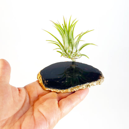 Black Agate Slice Crystal Air Plant Holder - Tillandsia Ionantha Guatemala Plant and Gift Box Included