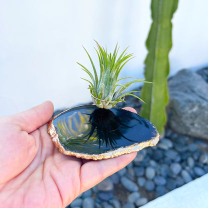 Black Agate Slice Crystal Air Plant Holder - Tillandsia Ionantha Guatemala Plant and Gift Box Included