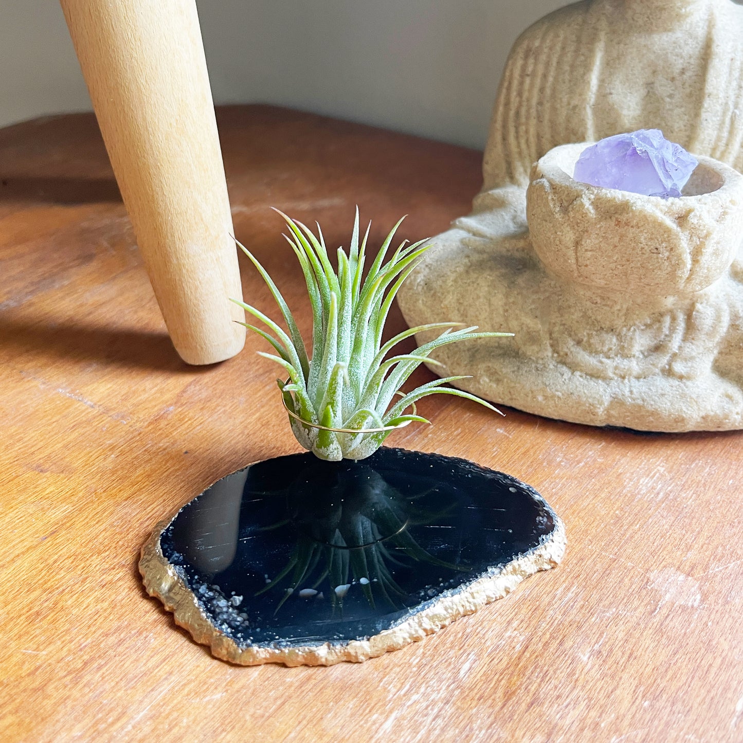 Black Agate Slice Crystal Air Plant Holder - Tillandsia Ionantha Guatemala Plant and Gift Box Included