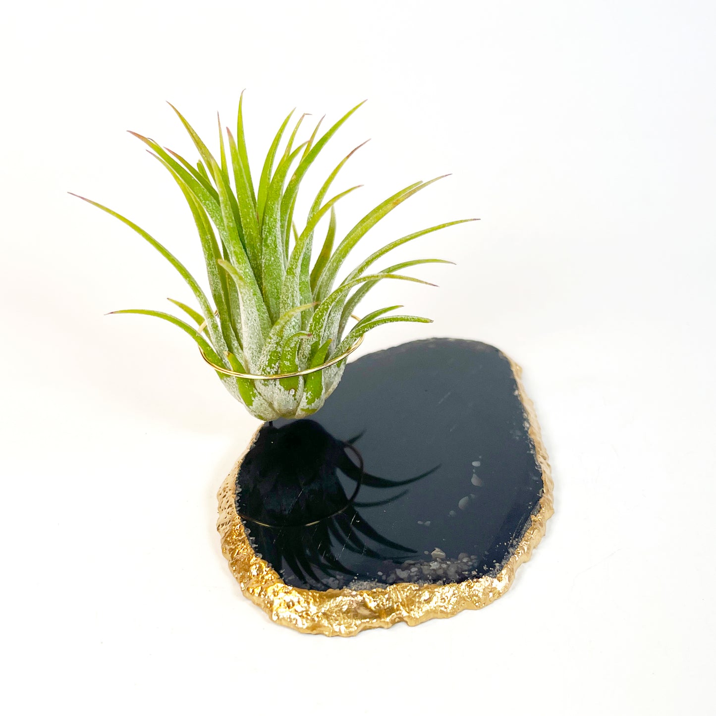 Black Agate Slice Crystal Air Plant Holder - Tillandsia Ionantha Guatemala Plant and Gift Box Included