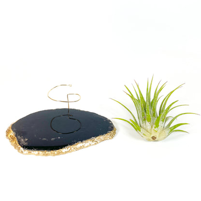 Black Agate Slice Crystal Air Plant Holder - Tillandsia Ionantha Guatemala Plant and Gift Box Included