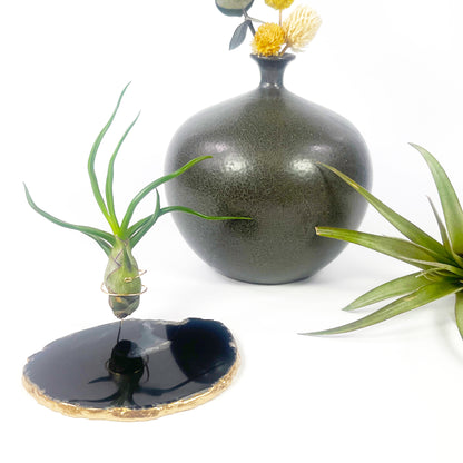 Black Agate Slice Crystal Air Plant Holder - Tillandsia Bolbosa Plant and Gift Box Included