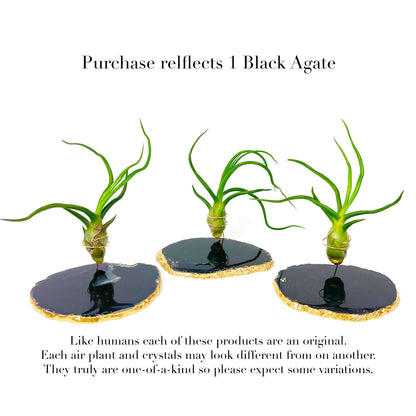 Black Agate Slice Crystal Air Plant Holder - Tillandsia Bolbosa Plant and Gift Box Included