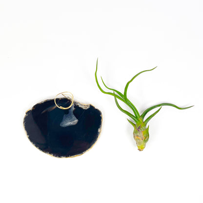 Black Agate Slice Crystal Air Plant Holder - Tillandsia Bolbosa Plant and Gift Box Included