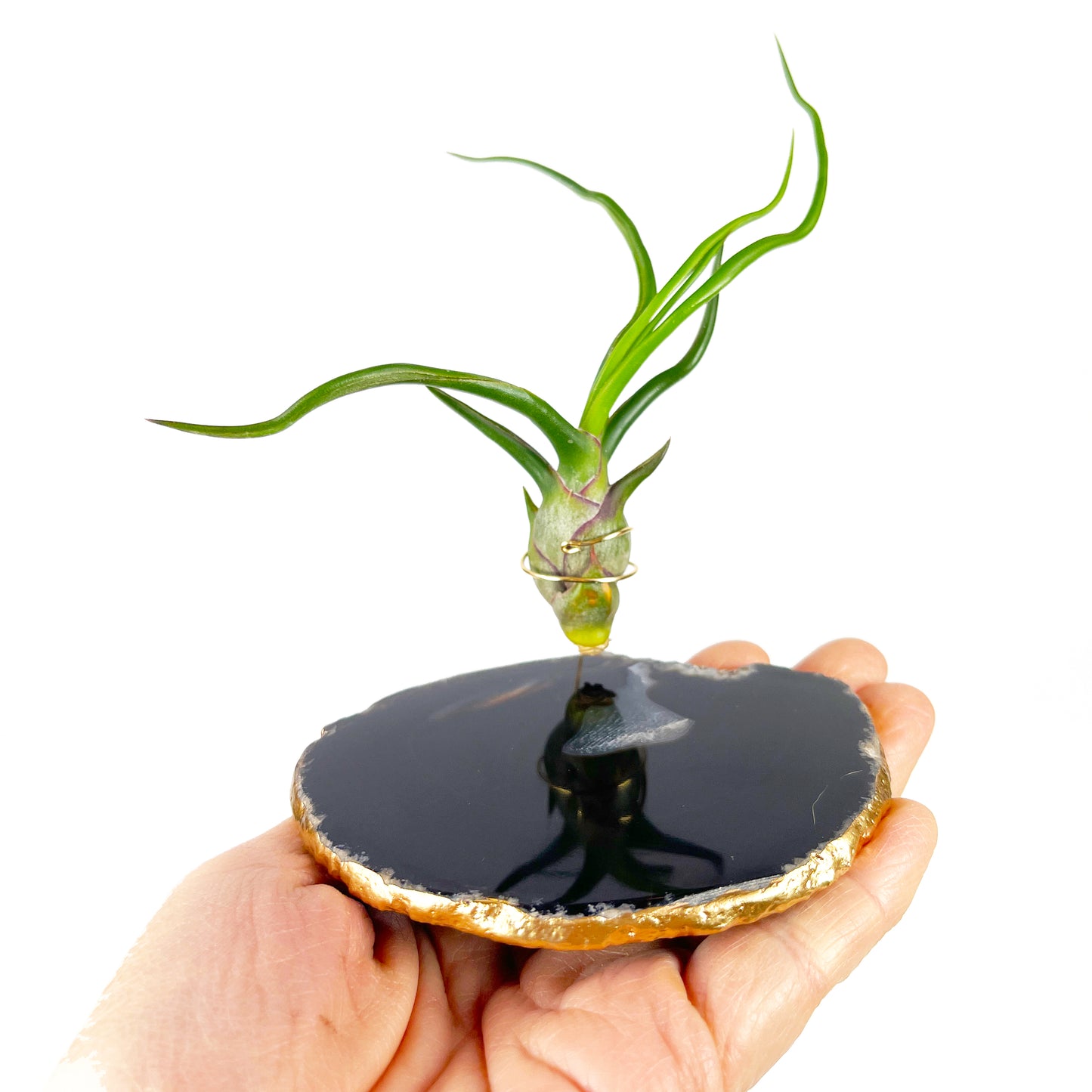 Black Agate Slice Crystal Air Plant Holder - Tillandsia Bolbosa Plant and Gift Box Included