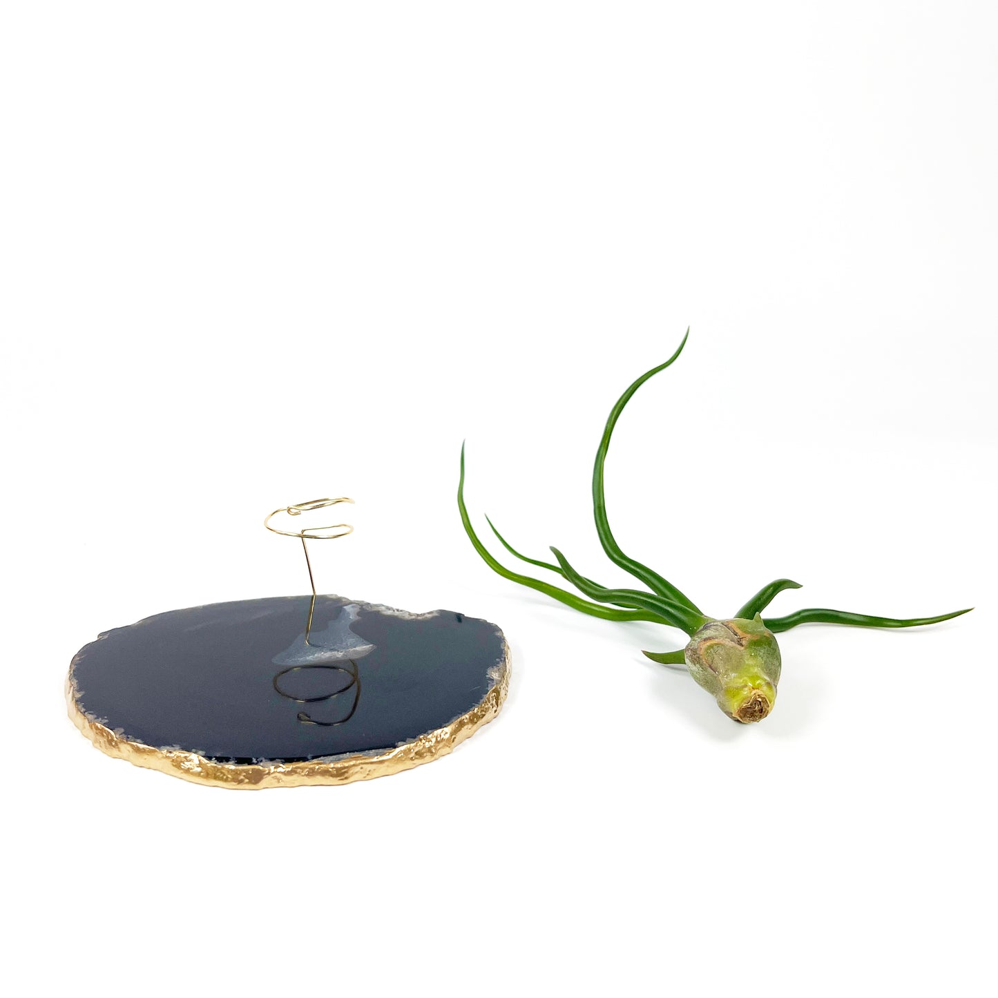 Black Agate Slice Crystal Air Plant Holder - Tillandsia Bolbosa Plant and Gift Box Included