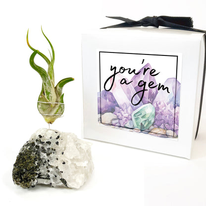 Thank You Gift - Black Tourmaline Quartz Air Plant Holder - Caput Medusae Air Plant