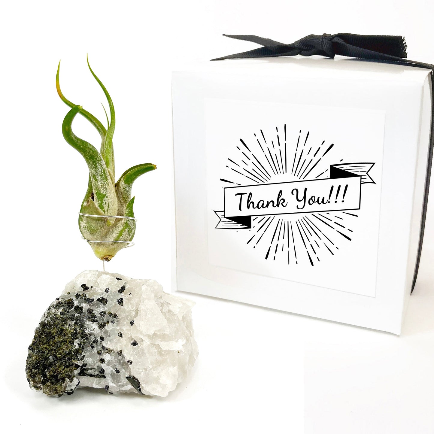 Thank You Gift - Black Tourmaline Quartz Air Plant Holder - Caput Medusae Air Plant