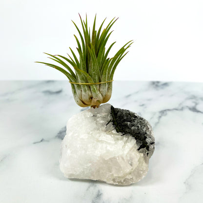 Black Tourmaline Quartz Air Plant Holder (Merry Christmas Gift Box)