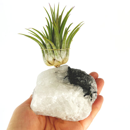 Black Tourmaline Quartz Air Plant Holder (Merry Christmas Gift Box)