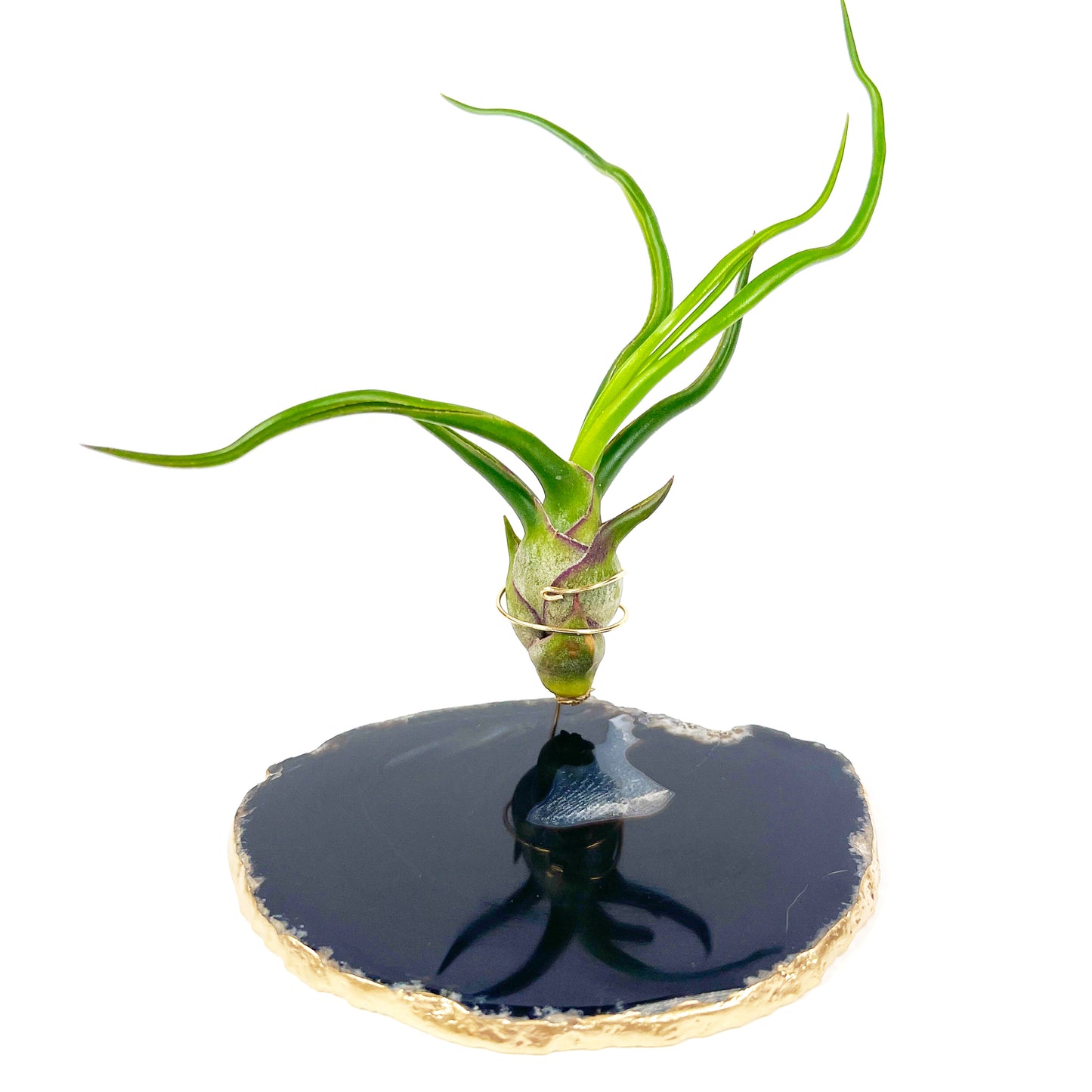 Black Agate Slice Crystal Air Plant Holder - Tillandsia Bolbosa Plant and Gift Box Included