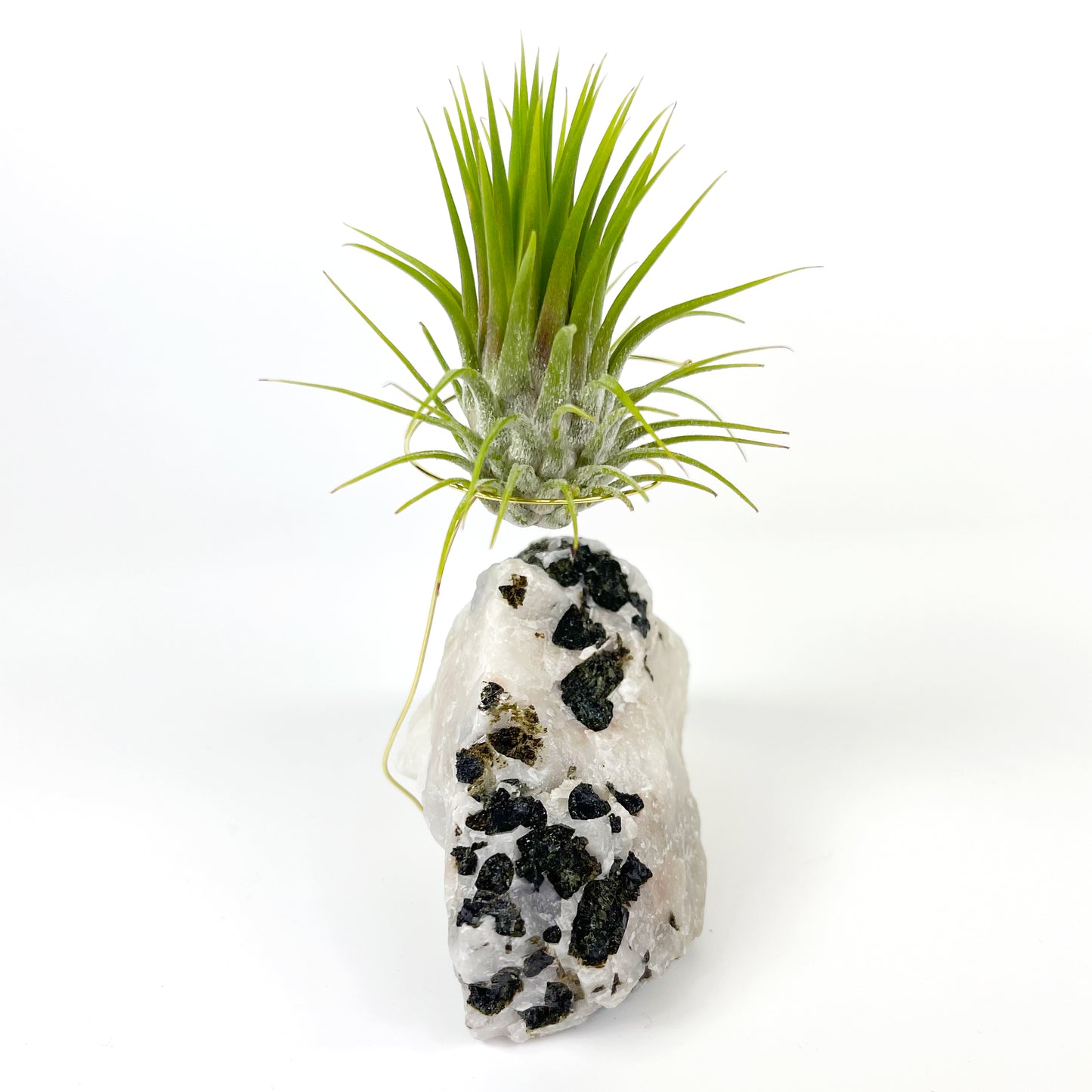 Black Tourmalinated Quartz Air Plant Holder