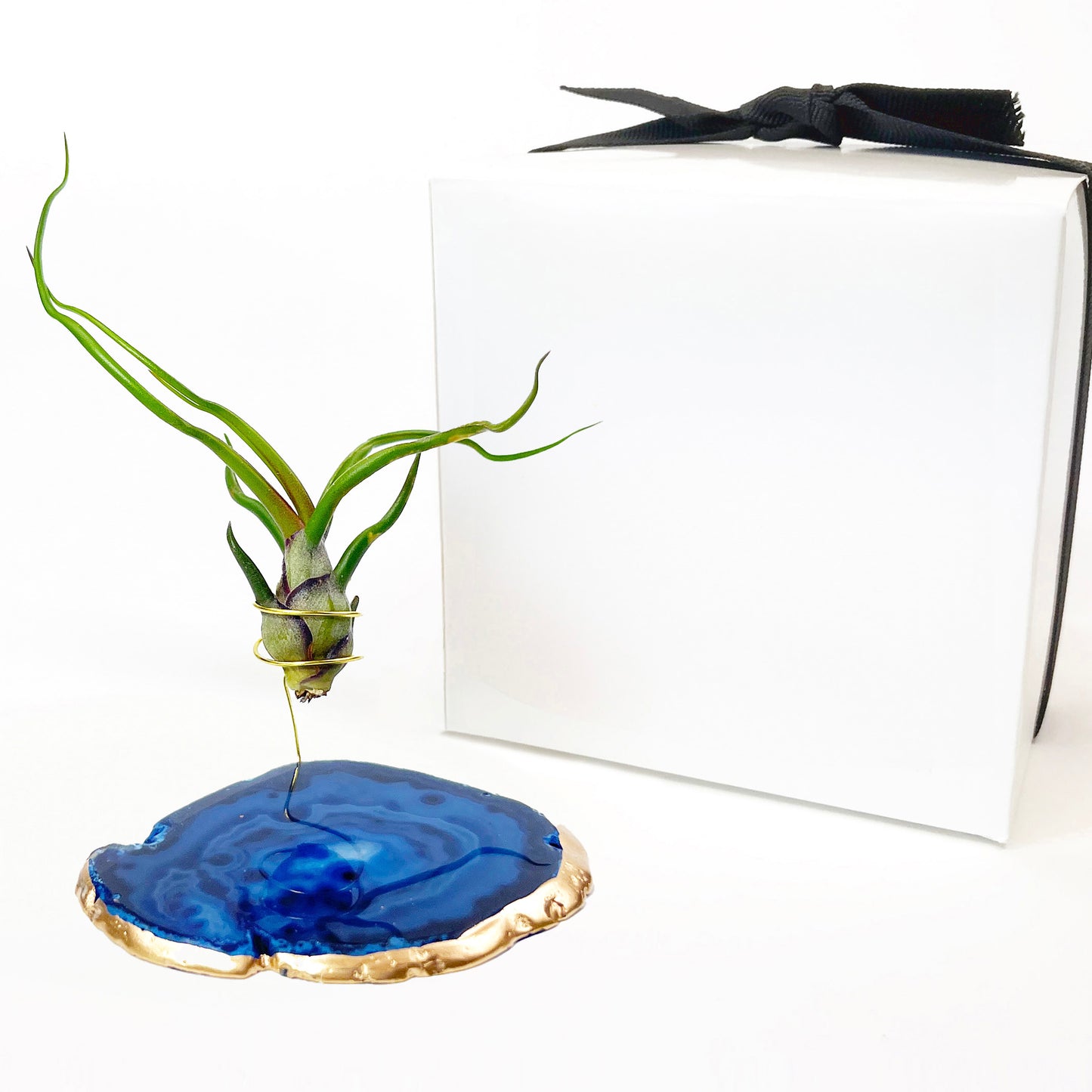 Small Blue Agate Crystal Air Plant Holder with Tillandsia Bolbosa