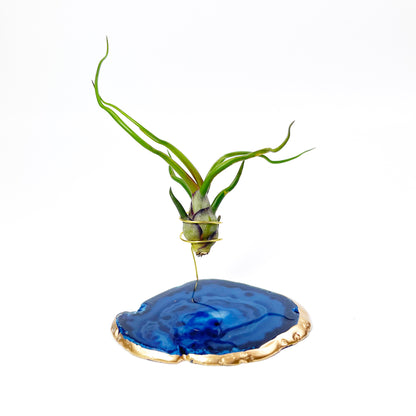 Small Blue Agate Crystal Air Plant Holder with Tillandsia Bolbosa