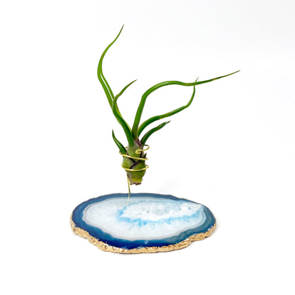 Small Blue Agate Crystal Air Plant Holder with Tillandsia Bolbosa