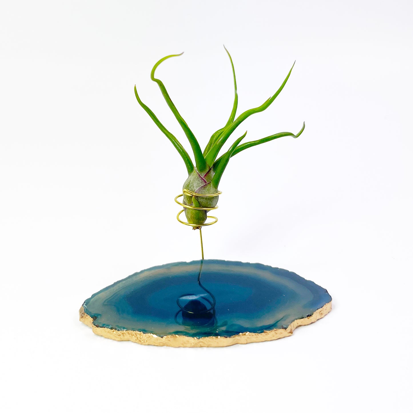 Small Blue Agate Crystal Air Plant Holder with Tillandsia Bolbosa