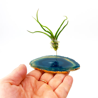 Small Blue Agate Crystal Air Plant Holder with Tillandsia Bolbosa