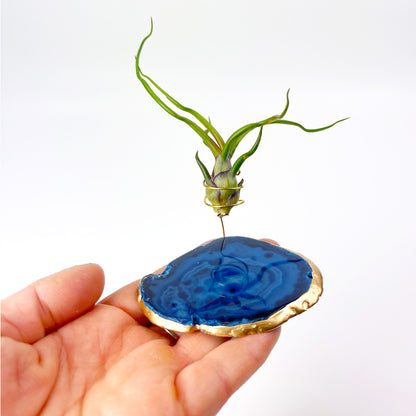 Small Blue Agate Crystal Air Plant Holder with Tillandsia Bolbosa