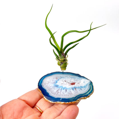 Small Blue Agate Crystal Air Plant Holder with Tillandsia Bolbosa