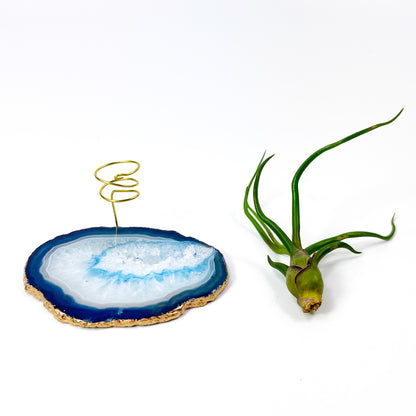 Small Blue Agate Crystal Air Plant Holder with Tillandsia Bolbosa