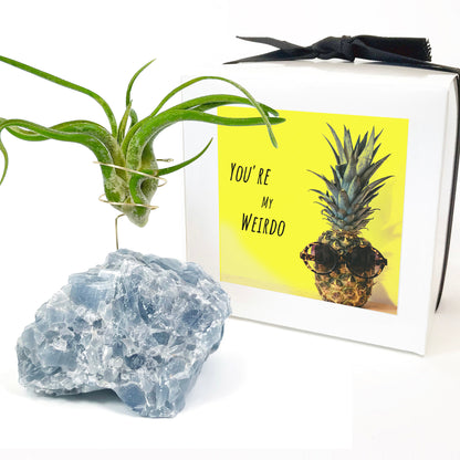 Blue Calcite Crystal Air Plant Holder