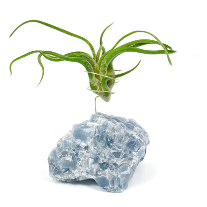 Get Well Gift - Blue Calcite Crystal Air Plant Holder