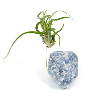 Blue Calcite Crystal Air Plant Holder