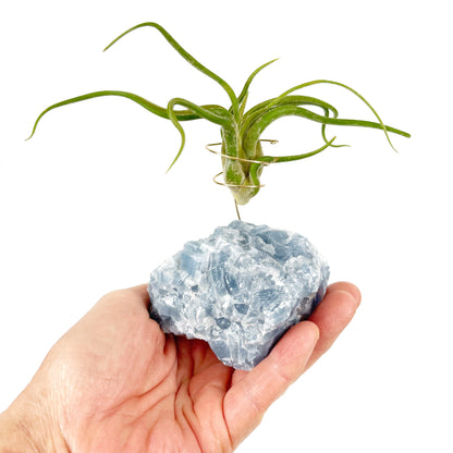 Get Well Gift - Blue Calcite Crystal Air Plant Holder