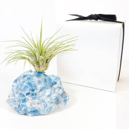 Blue Calcite Crystal Air Plant Holder