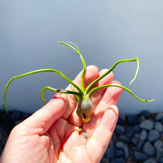 Medium Tillandsia Bulbosa - 3-5 inch