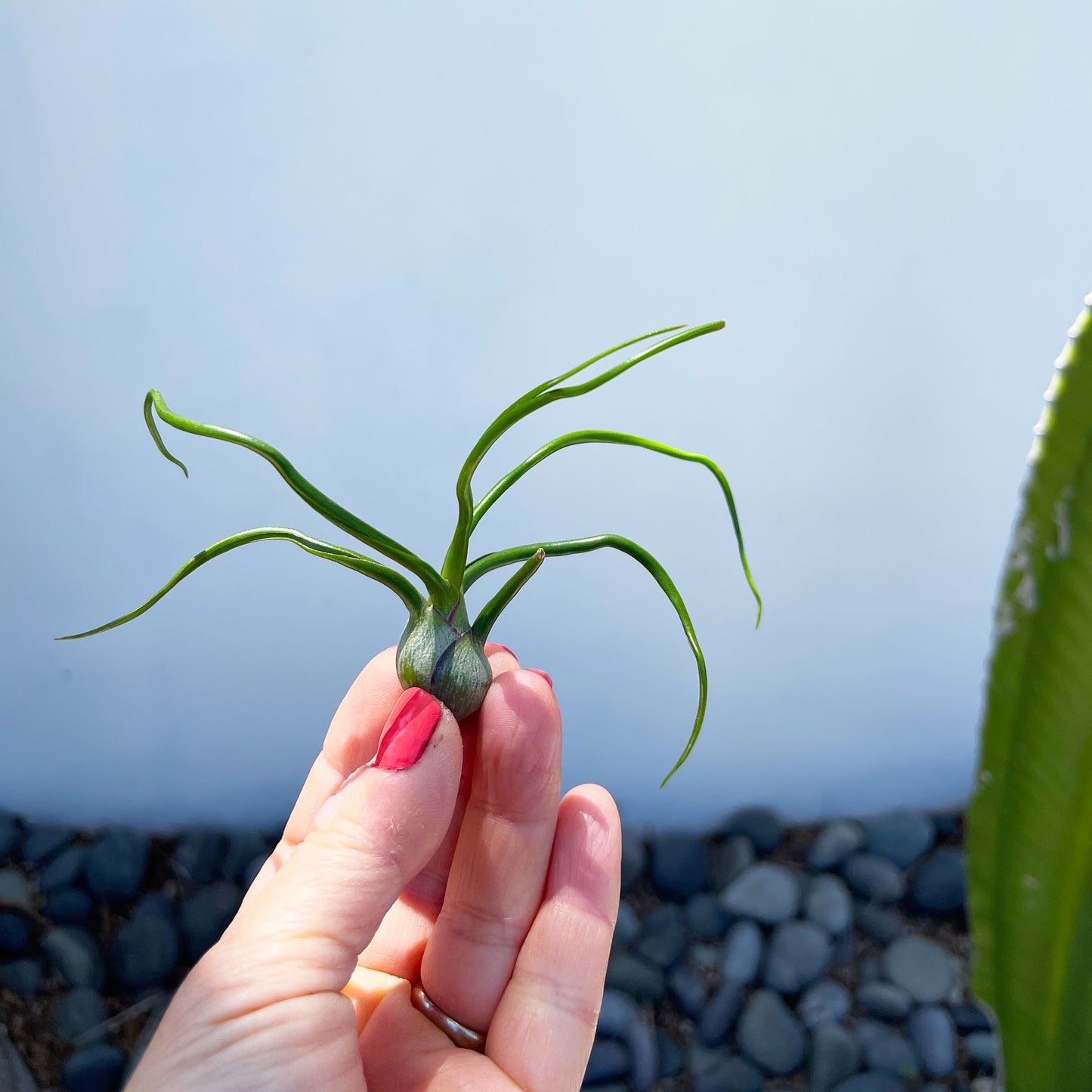 Medium Tillandsia Bulbosa - 3-5 inch