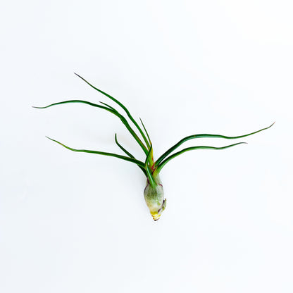 Medium Tillandsia Bulbosa - 3-5 inch