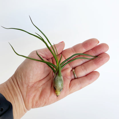 Medium Tillandsia Bulbosa - 3-5 inch