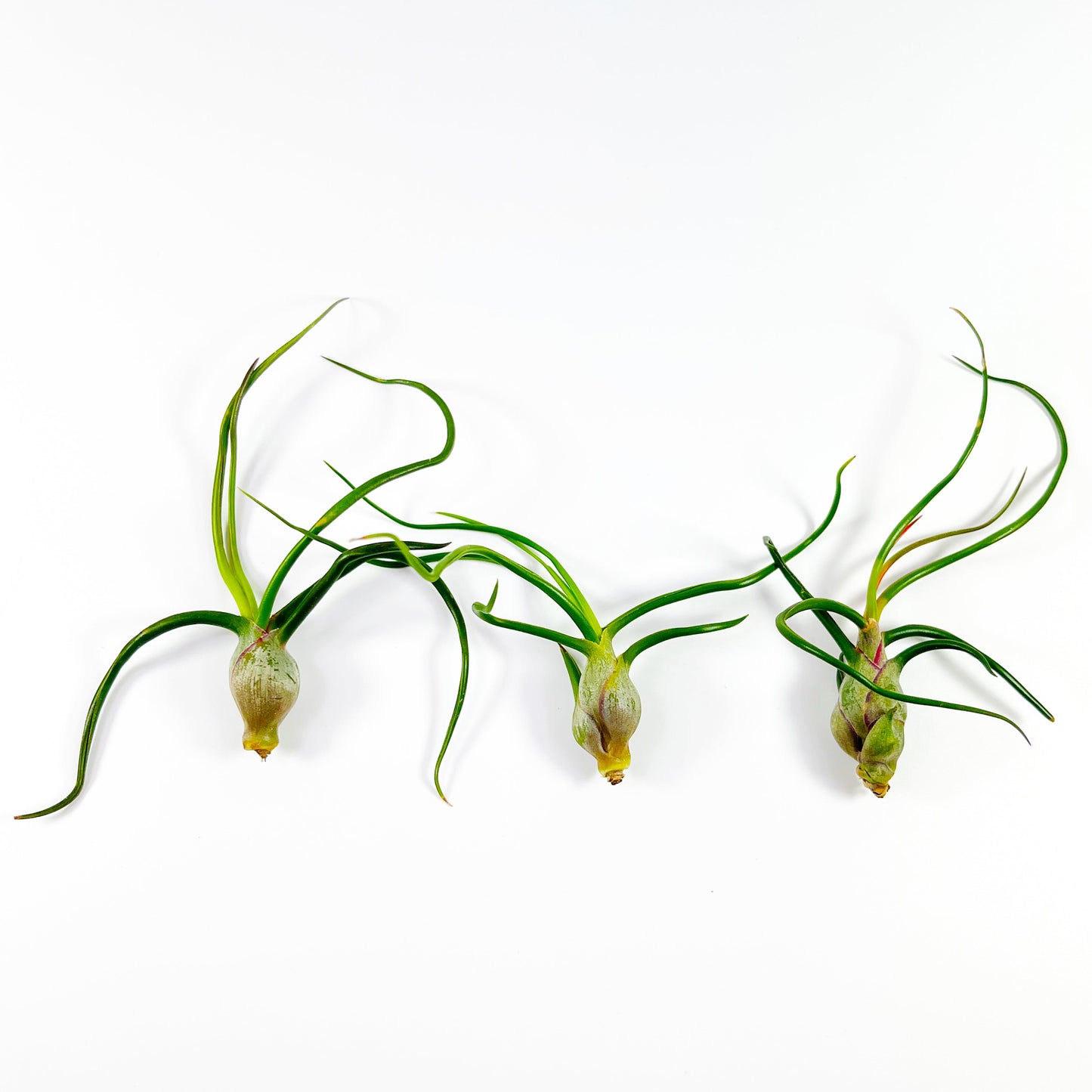 Medium Tillandsia Bulbosa - 3-5 inch