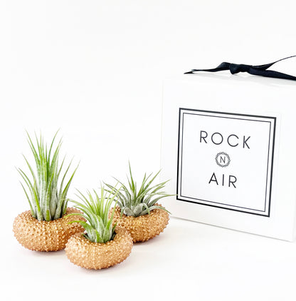 Bronze Metallic Sea Urchin Air Plants Holders (Set of 3) - Includes Healthy Live Air Plants and Gift Box