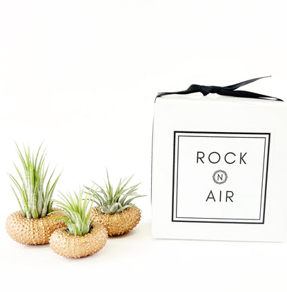 Bronze Metallic Sea Urchin Air Plants Holders (Set of 3) - Includes Healthy Live Air Plants and Gift Box