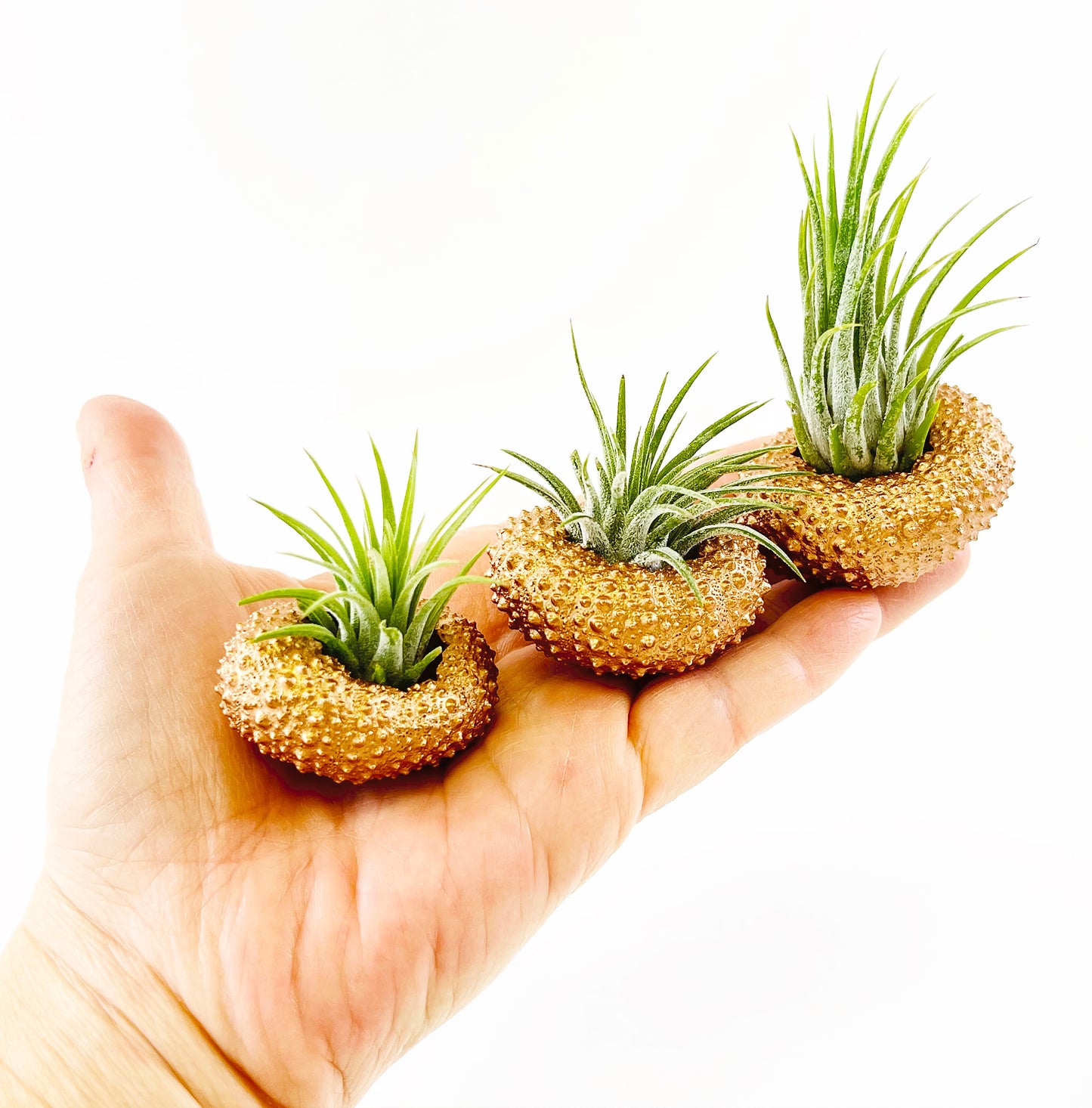 Bronze Metallic Sea Urchin Air Plants Holders (Set of 3) - Includes Healthy Live Air Plants and Gift Box