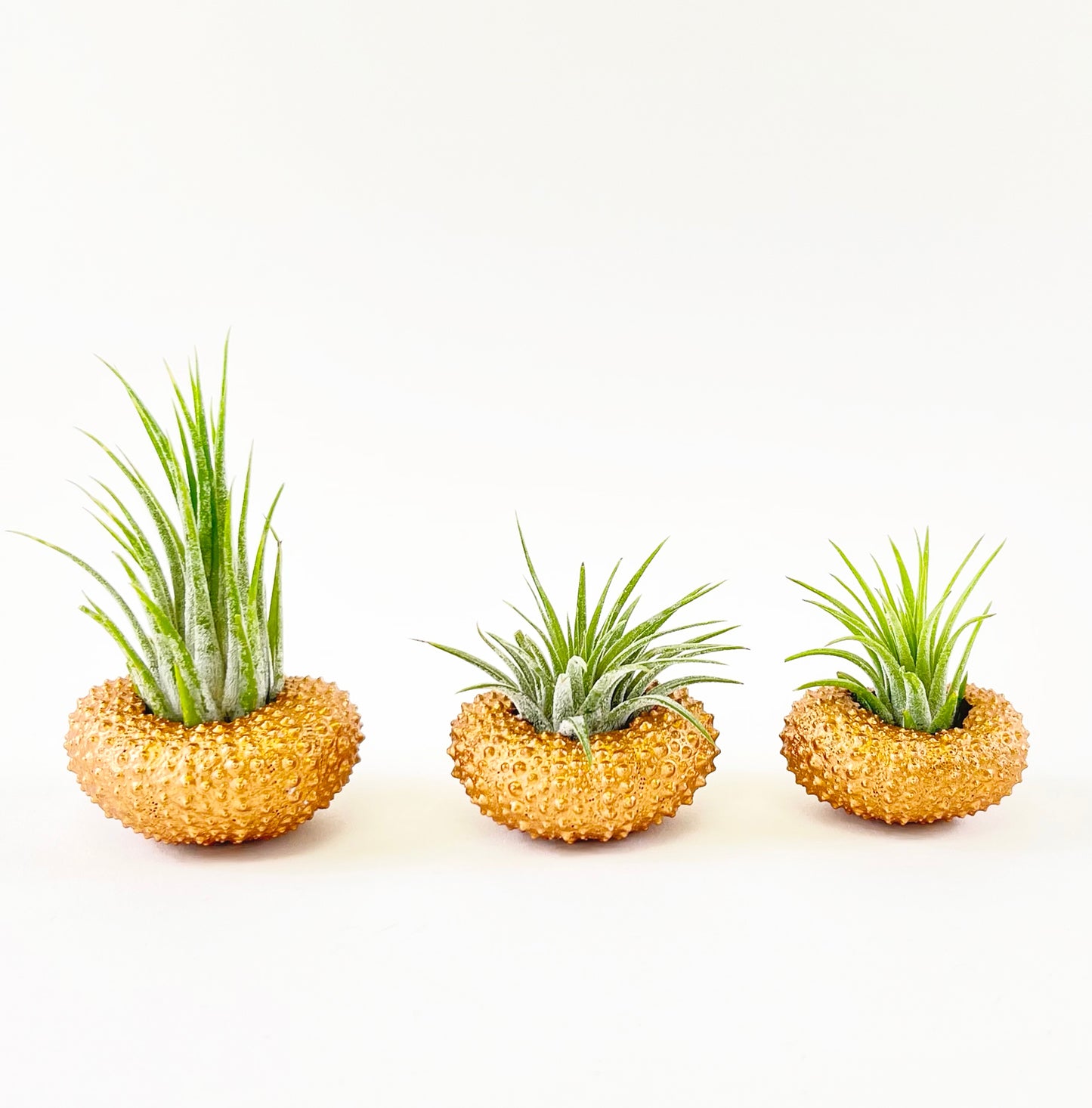 Bronze Metallic Sea Urchin Air Plants Holders (Set of 3) - Includes Healthy Live Air Plants and Gift Box