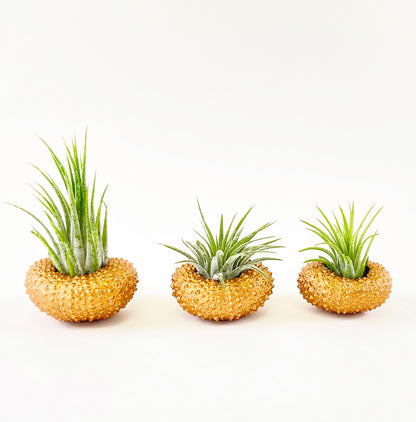 Bronze Metallic Sea Urchin Air Plants Holders (Set of 3) - Includes Healthy Live Air Plants and Gift Box