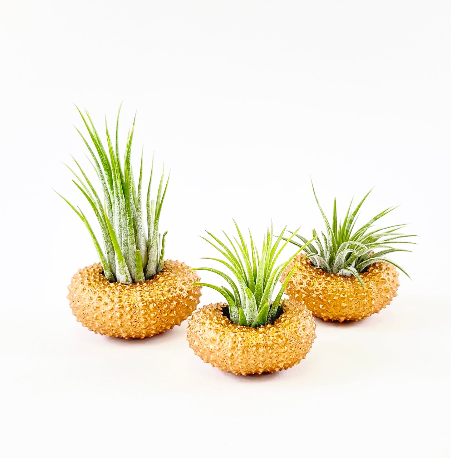 Bronze Metallic Sea Urchin Air Plants Holders (Set of 3) - Includes Healthy Live Air Plants and Gift Box