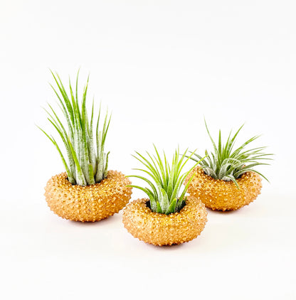 Bronze Metallic Sea Urchin Air Plants Holders (Set of 3) - Includes Healthy Live Air Plants and Gift Box